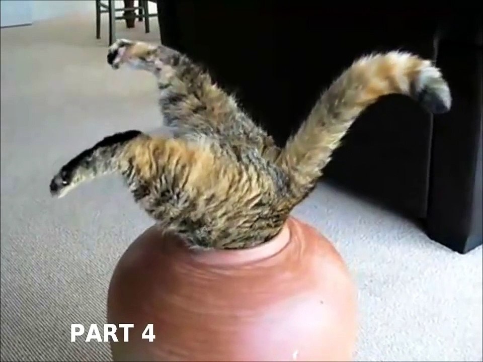 FUNNY CAT VIDEOS PART 4