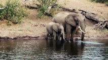 Crocodile Attacks Elephant at Watering Hole