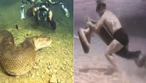 A Big Anaconda Snake Attacks Man underwater