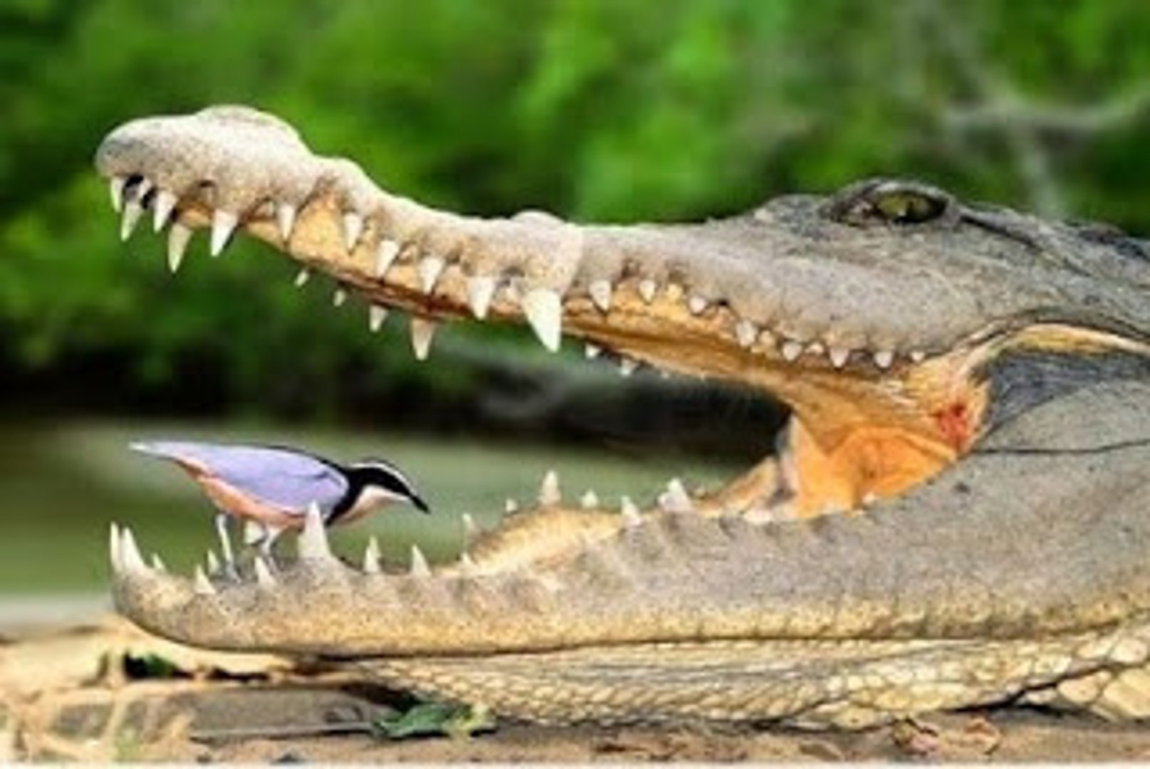 Birds Cleaning Crocodile's Mouth - video Dailymotion