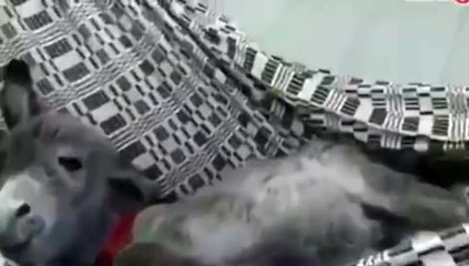 Regarde ce bébé âne !!!