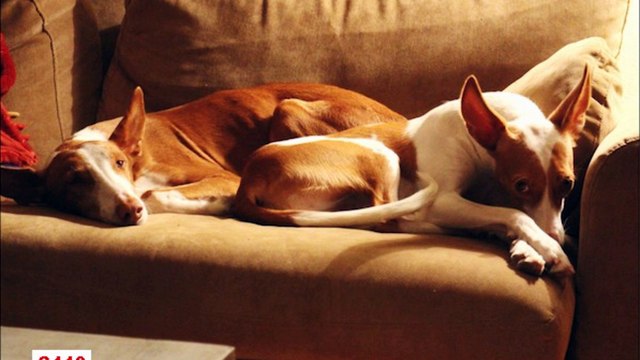 galgos112-calendrier-2016-galgos-ethique-europe