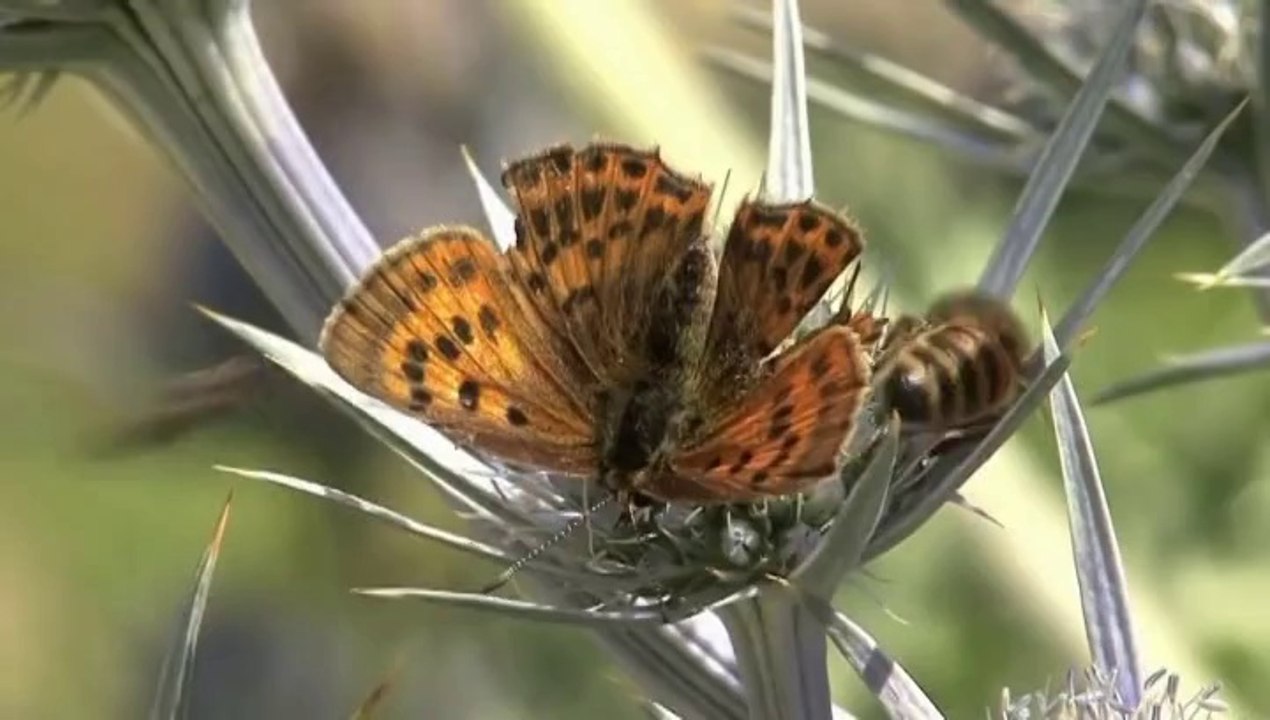 Allah tumar ei dorar maje- Bangla Islamic song