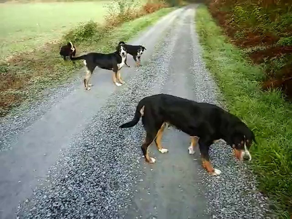 Balade en forêt - octobre 2015