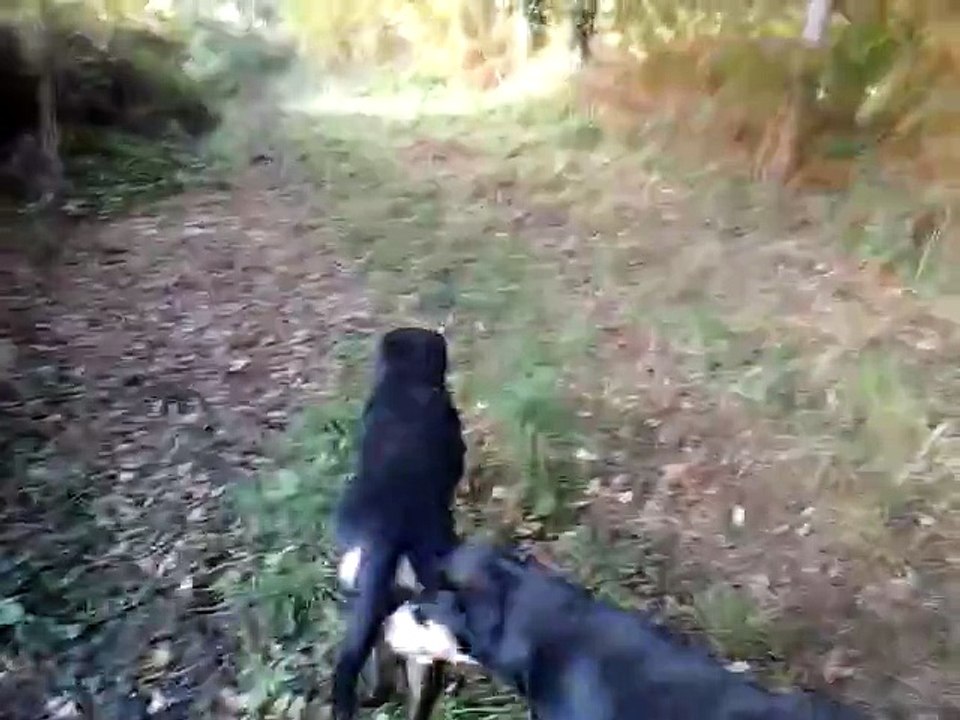 Balade en forêt - octobre 2015 - 2