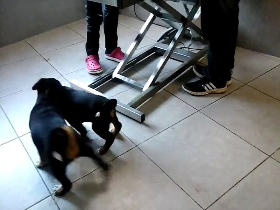 visite chez les vétérinaire - chiots bouvier d'appenzell - 8 semaines