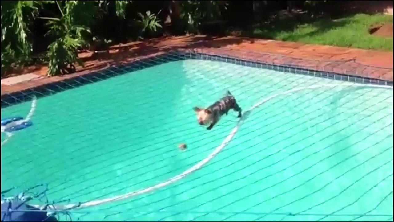 Top 20 des vidéos drôles faut voir cette !, hilare, drôle, unbeliveble