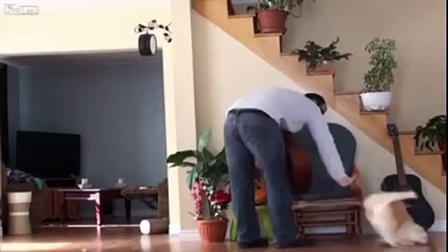 Месть кота опасна. Готовьтесь посмеяться от души!