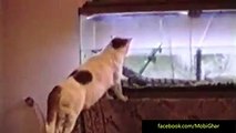 Funny cat scares Compilation