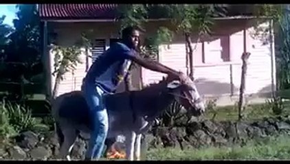 funny donkey ride