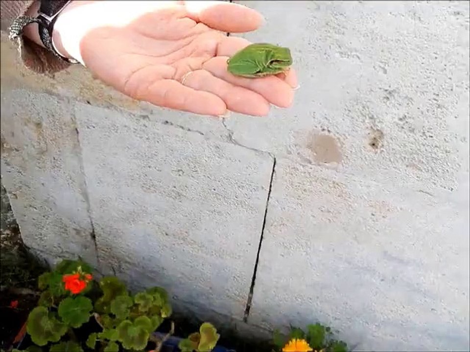 petite grenouille trop chou