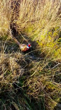 Un chasseur poursuivit par un Faisan!! Gros fail de chasse haha