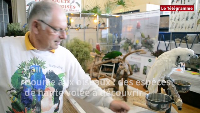 Paimpol. Bourse aux oiseaux : des espèces de haute volée à découvrir