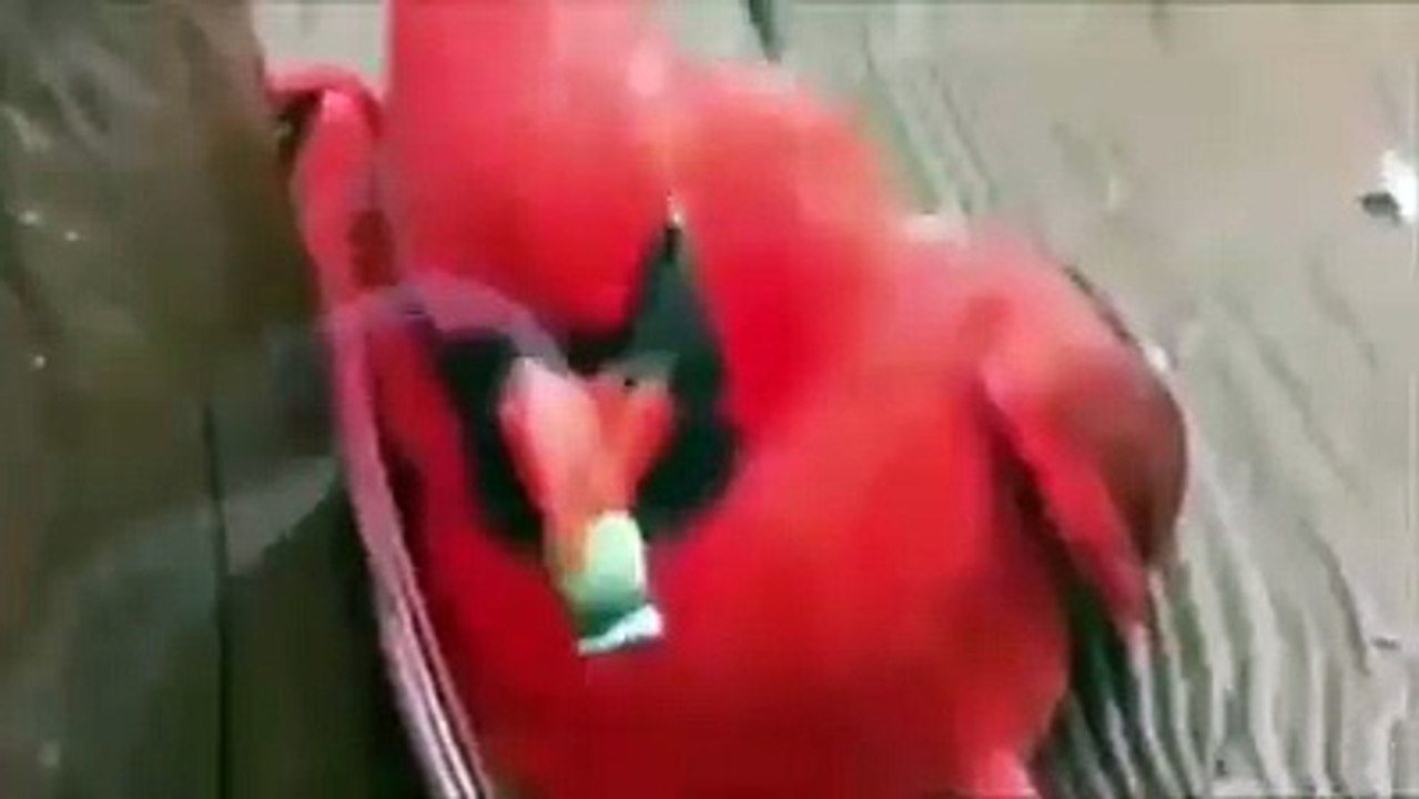Wow Bird