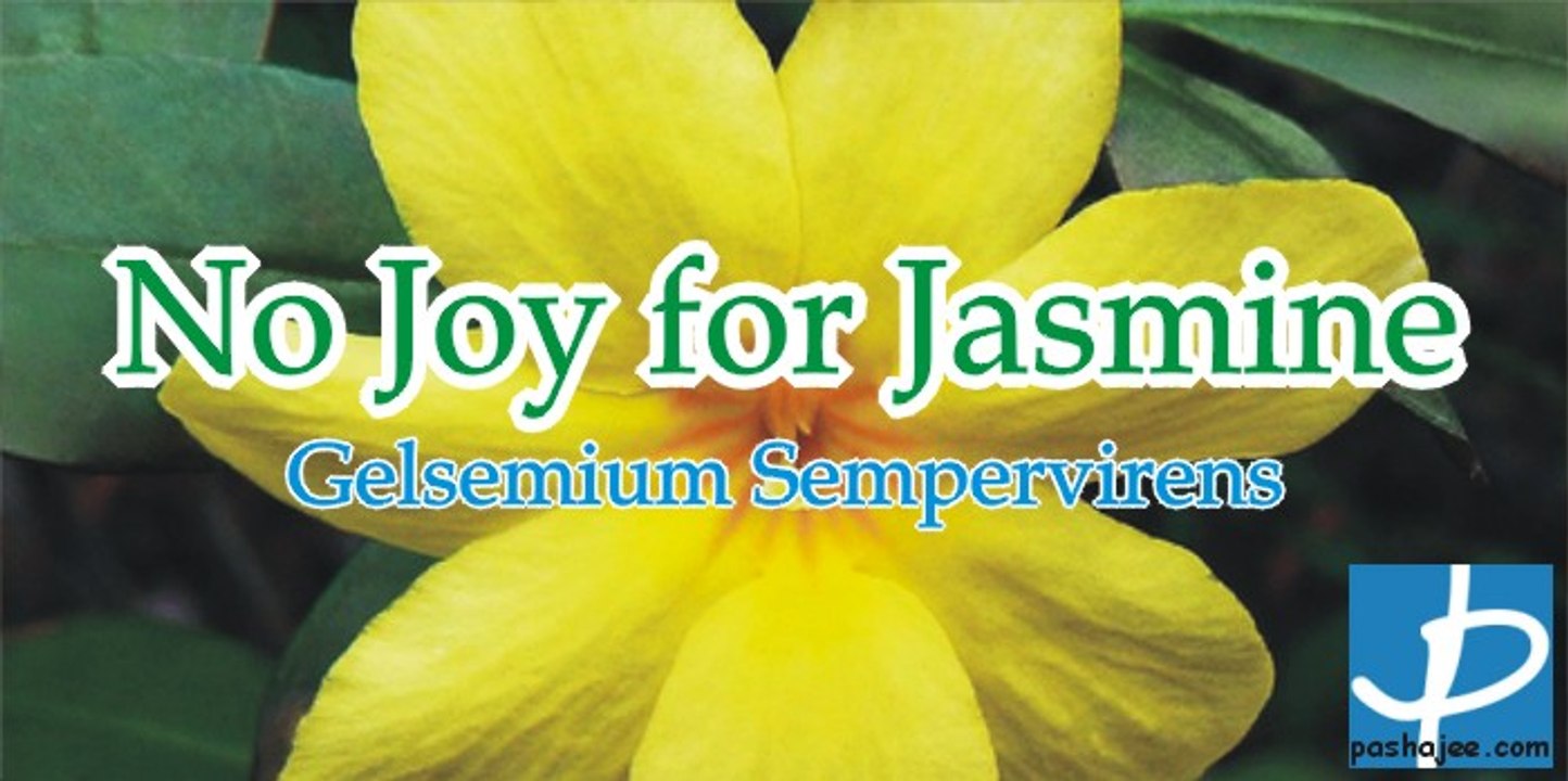 Homoeopathy Gelsemium Sempervirens