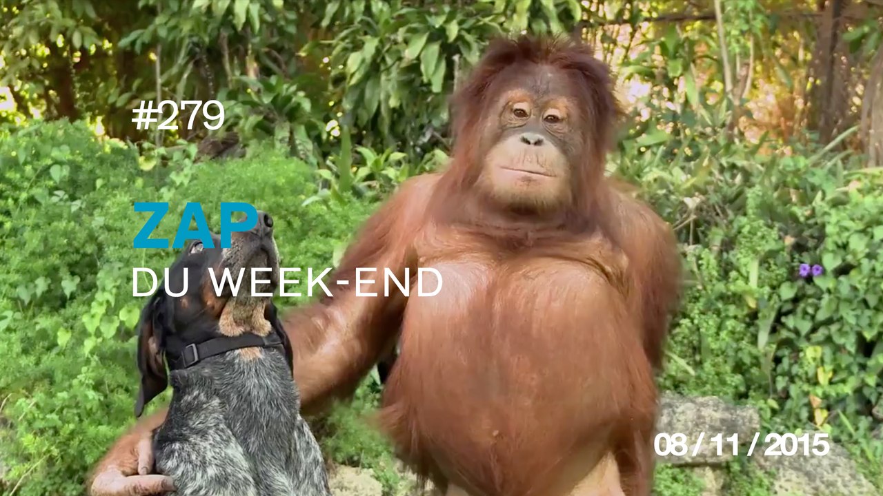 ZAP DU WEEK-END #279 : Requin VS Pieuvre / Improbables amitiés / Le Petit Chef - Projection Mapping /