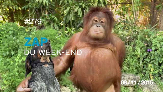ZAP DU WEEK-END #279 : Requin VS Pieuvre / Improbables amitiés / Le Petit Chef - Projection Mapping /