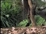 Amazing! Bird sounds from the lyre bird - David Attenborough - BBC wildlife