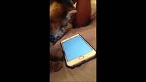 Adorable Cat tries to kill a Fly on an iPhone 6 Screen