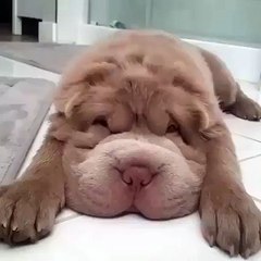 I want one of these guys!