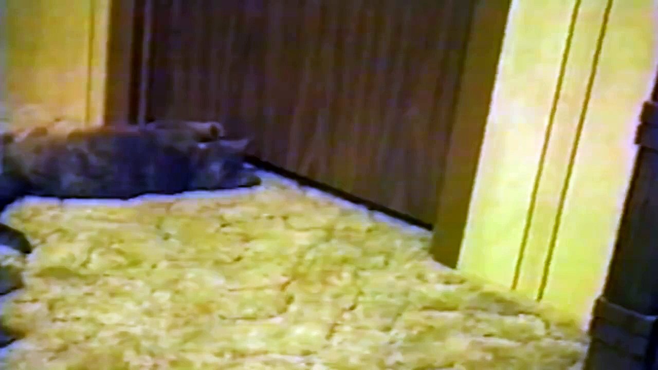 Voici le chat le plus flexible au monde