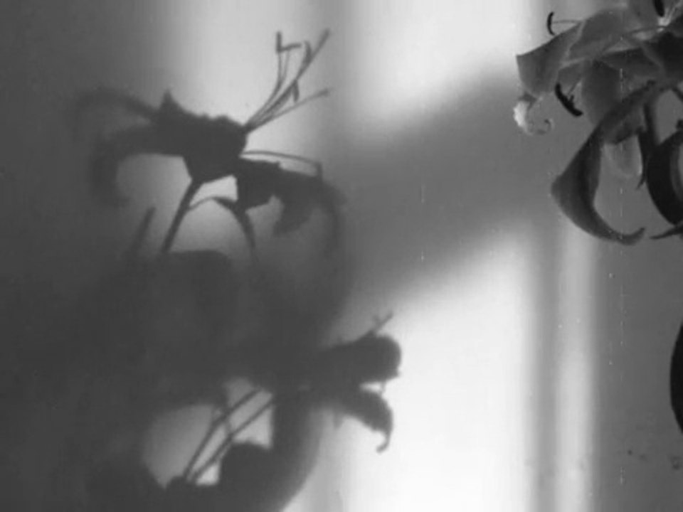 Shadows