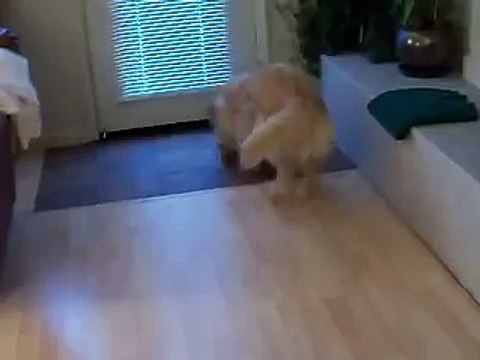 Cette chienne éparpille ses jouets dans la maison, l'heure de ranger est venue, regardez ce qu'elle fait