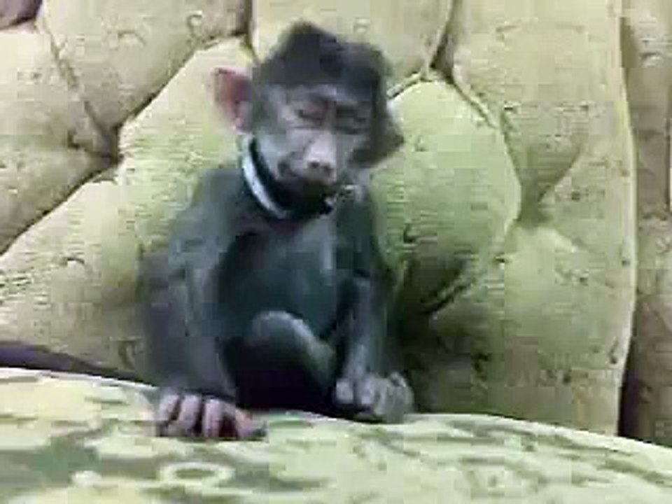Funny Monkey Video