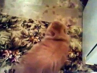 قطة معصبة تتكلم