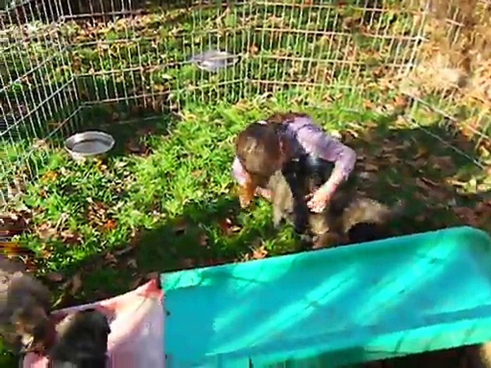 2015-11-07DSCN1597_chiots_Dipsy