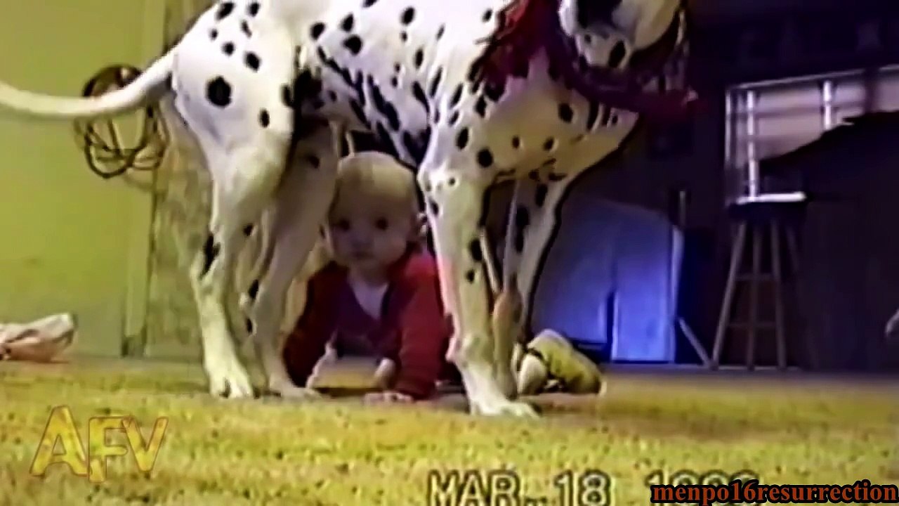 Especial de Animales Graciosos 2015 Parte 1 - Special Funny Animals