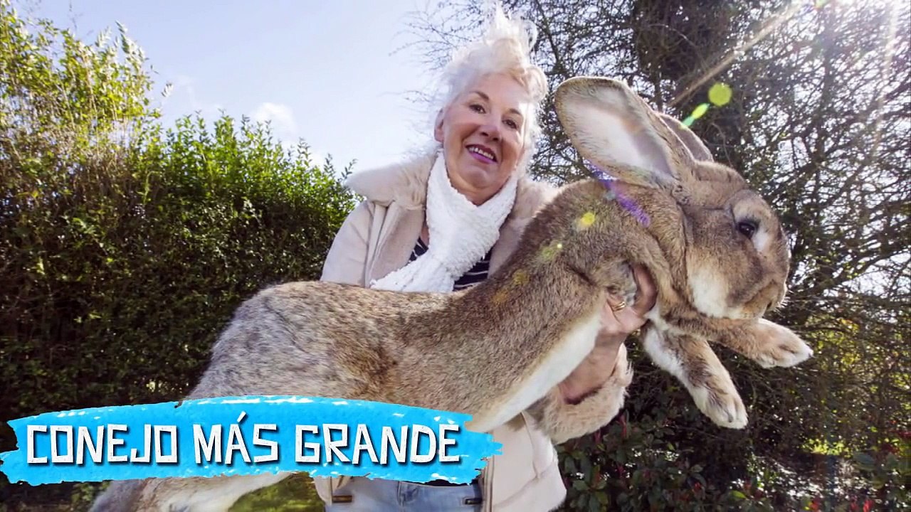 Los 8 Animales Más Grandes De La Historia