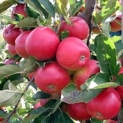 Tapay, tang takor, rabab, pashto songs, armani tapay pashto funny video, funnny pathan, pashto dance