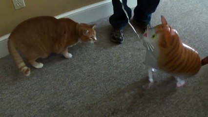 Вот как расправляются коты с резиновыми котейками