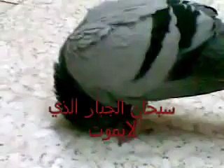 حمامه ساجده في وقت الاذان في الحرم المكي