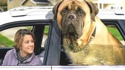 Top 10 Biggest Dogs In The World With Funny Dog Videos By Breeds Compilation