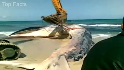 Strange Sea Creature Or Any Species Of Whale at the shore of KARACHI