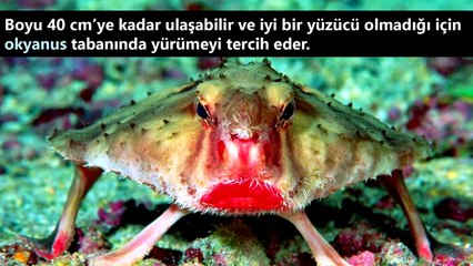 Tüyler Ürperten 10 TUHAF Hayvan Türü