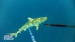 Tiger Shark Stalks Scuba Divers | Adventures in Spearfishing