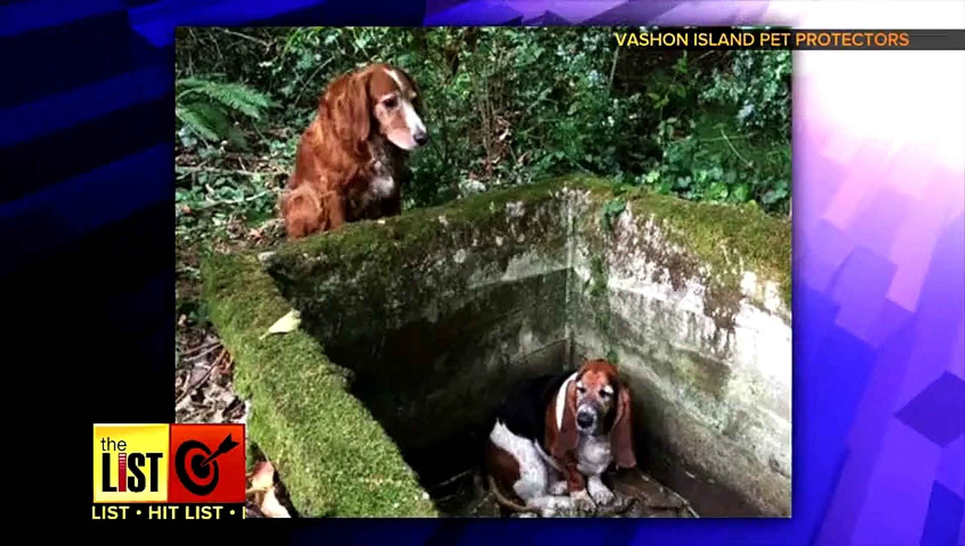 ⁣5 Super Animals Saving Other Animals