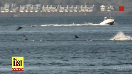 Humpback Whales-UNDERWATER WORLD