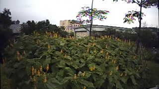 Totally INSANE Chinese WTF Roller Coaster! Screamin Squirrel POV Mysterious Island China