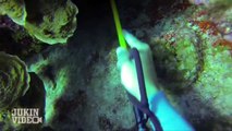 Shark ATTACKS Diver | 70 Feet Deep in Cayman Islands