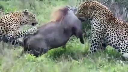 Leopard And Warthog Fights-Wildlife Documentary