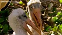 Funny Talking Animals -The best BBC documentary ever!