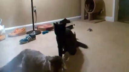 Cool cutting jokes about cats ★★%uFFFD