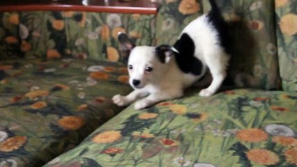 Ну очень злой!