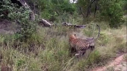 Gros cochon Léopard attaque