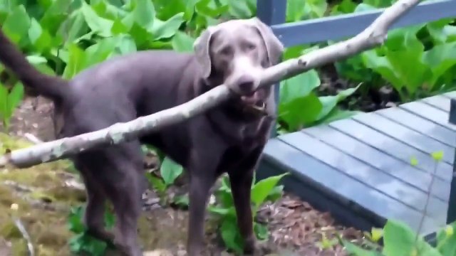 Пёс решил головоломку