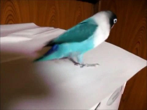 Попугай отплясывает